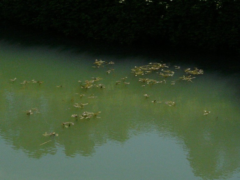 Salamandrine di Maremma